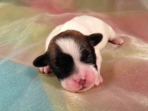 Female Bichon Shih Tzu Puppy for sale #5 Ready December 19th, 2012|Minnesota Welcome
